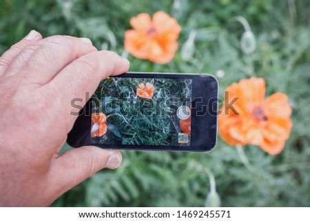 men are photographing poppy flowers with a mobile phone
