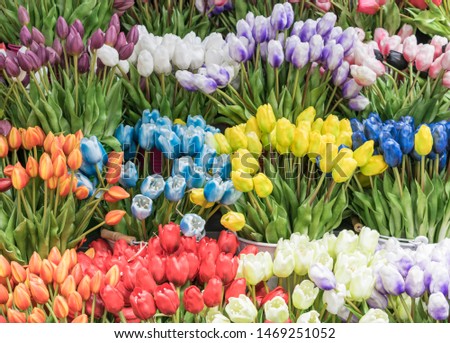 Isolated, close-up of tulips in multiple colors, with green stems