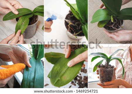Collage from different pictures of care of orchids.