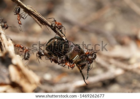 close-up photo of aggressive attack of forest ants on beetle