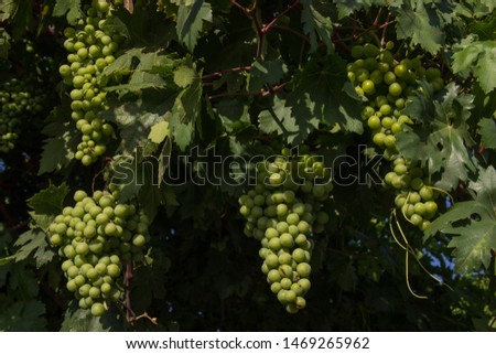 green grapes on a branch. harvesting. environmentally friendly product Royalty-Free Stock Photo #1469265962