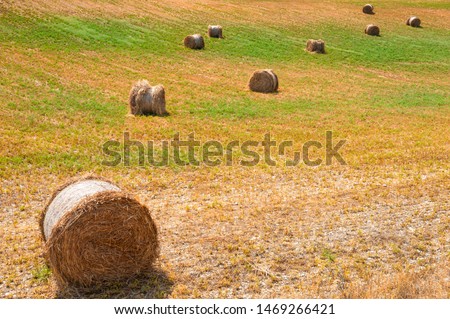 Hay bales in a field in Provence, France. Summer landscape