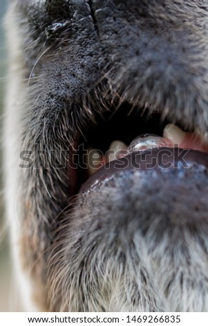 A macro image of an English Cream Golden Retriever Dog's Mouth and Eye.