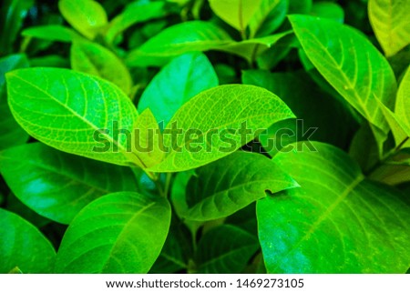 Beautiful abstract texture color yellow and green leaves pattern background and wallpaper in the gardens