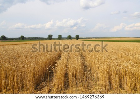 Beautiful summer landscape. Ripe wheat field, wheat ears, shallow depth of field. Harvest idea concept. rural scenery with blue sky with sun. creative image.