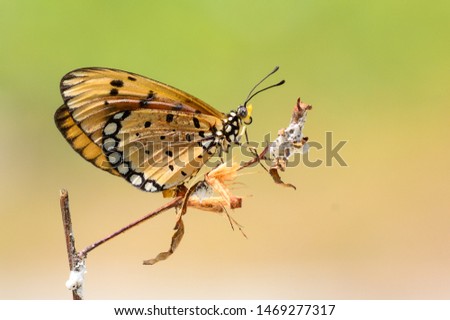 Butterfly. take with nikon d3100 nikor lens 55-200mm Royalty-Free Stock Photo #1469277317