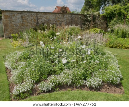 Summer Flowering Traditional Herbaceous Border of White Flowers in a Country Cottage Garden in Rural Somerset, England, UK