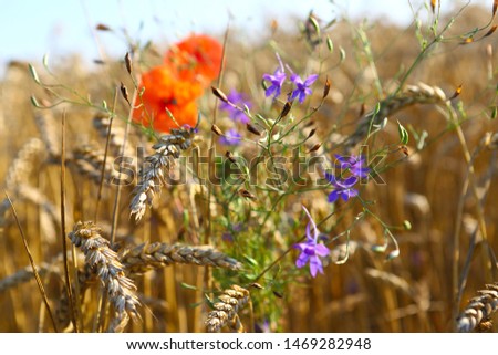 Wonderful summer landscape. blue flowers and poppies in the middle of a ripe wheat field. Idea concept of harvest. rural landscapes with blue sky with sun. creative image.