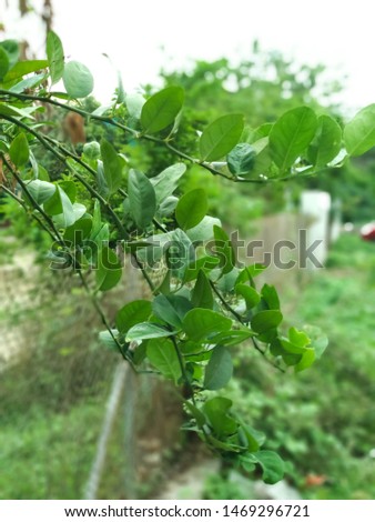A picture of Indian green leaf with beautiful background.closeup view of green leaves.