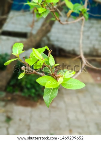 A picture of Ficus racemosa tree leaves. Indian green leaf with beautiful background.closeup view of green leaves.