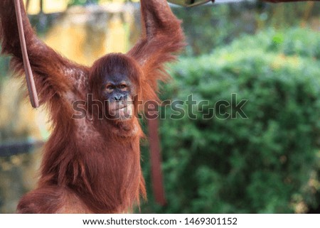 orangutan hanging on a tree