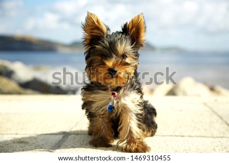 Plymouth England. May 2018. Close up pictures of Yorkshire terrier puppy. Outside shots.  