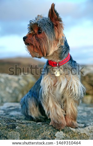 Plymouth England. May 2018. Close up pictures of Yorkshire terrier puppy. Outside shots.  Sitting on a rock blue sky