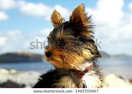 Plymouth England. Close up pictures of Yorkshire terrier puppy. Outside shots.  Head with ears erect. Set against blue sky light cloud. Not looking at the camera. Black and tan.