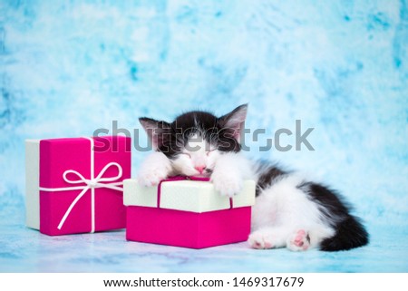 Kitten lying on the gift boxes. The concept of holiday birthday, Christmas and New Year. Gifts and surprise on a blue background. Gifts for children or girls with a cute cat.