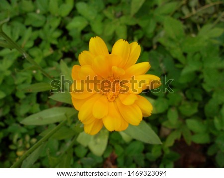 Calendula yellow flowers are in the garden
