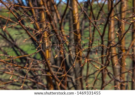 tree twigs with buds closeup on vivid blurred background