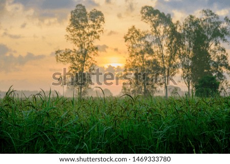 Rice fields in the morning time