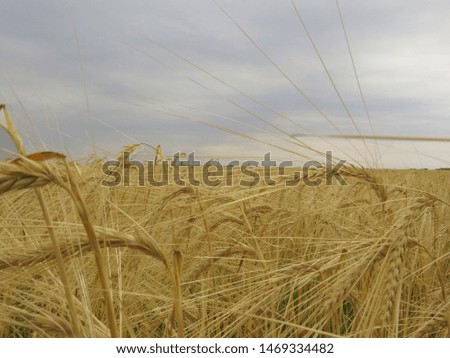 Wheat field, spikelets of wheat and cloudy sky. Autumn harvest.