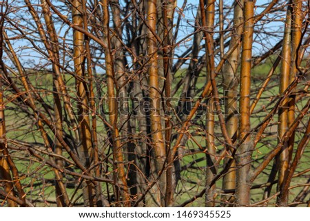 bright young vertical tree branches background 