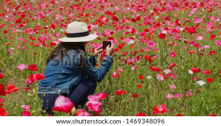 Woman take photo on cellphone inside poppy flower