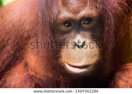 Portrait of young thoughtful orangutan with clever eyes in wet rainy day. Borneo.