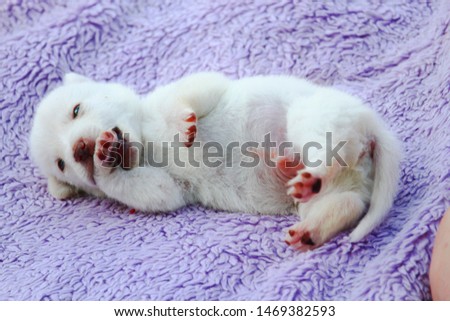 White puppy lies on his back on the bedspread. Copy space for placing text or caption.