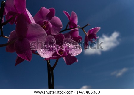 Water droplets on orchid's petals with blue skies in the background.