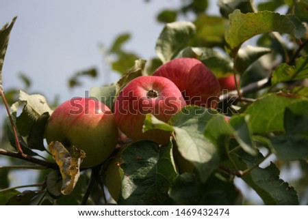 Ripe juicy apples on the branches of an apple tree.