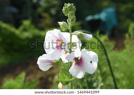 Hollyhock flowers / In Japan, it is said that the rainy season will end when the hollyhock flowers finish blooming.