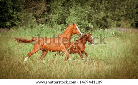 Two running horses, mare and foal