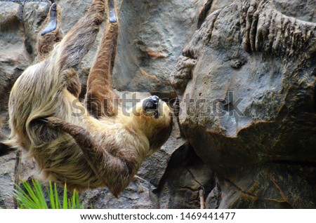 
slothful when climbing.the whole animal recognizable with its thick fur.Fishy background