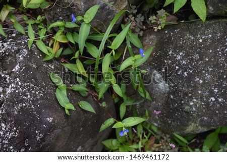 Asiatic dayflower / Asiatic dayflower is a day flower that blooms at dawn and squeezes in the evening , and blue flowers bloom in summer.