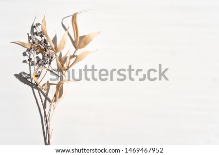 Top view of pastel dry dried bamboo and flower branch shadow on whitebackground. Flat lay. Minimal summer or autumn concept with tree leaf. Creative copyspace.