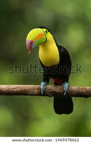 keel billed toucan rainforest Costa Rica