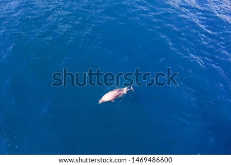 Top view of bottlenose dolphins in sea water. wild dolphins in the black sea.