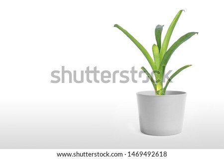 Green Bromeliad isolated on white background.