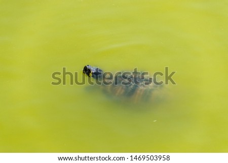 A turtle poking his head out of green alage filled water 