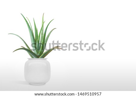 Juniperus Chinensis vase isolated on white background.
