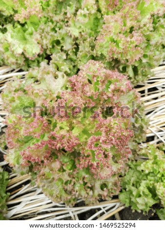 Picture of vegetables , Red Coral Lettuce