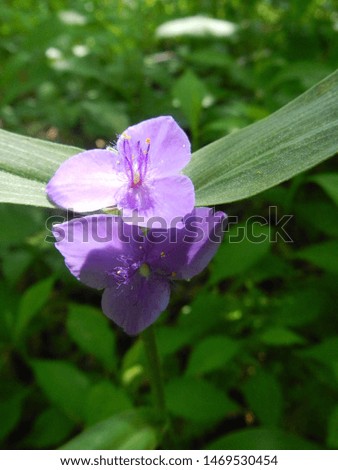 Close up of a violet flower