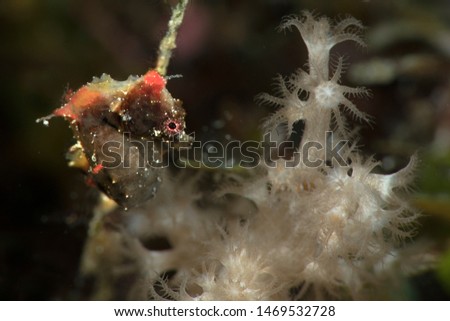 Pontoh's pygmy seahorse (Hippocampus pontohi). Underwater macro photography from Romblon, Philippines	