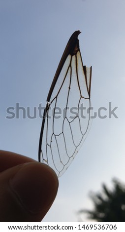 This is a picture of a cicada's wing