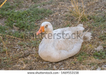 A white domestic duck sitting on eggs on a farmyard image in landscape format with copy space
