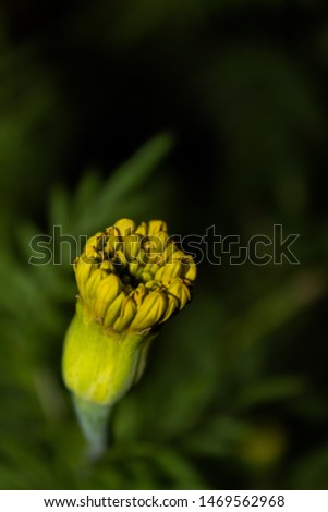 Macro pictures of yellow flowers