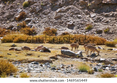 Beautiful scenery of deers eating grass naturally in the meadow in Leh,Ladakh India 