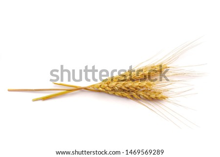 a bright closeup of a field of golden ripe dinkel hulled wheat Spelt Spelt (Triticum spelta dicoccum) rye grain relict crop health food ready for harvest isolated on white Royalty-Free Stock Photo #1469569289