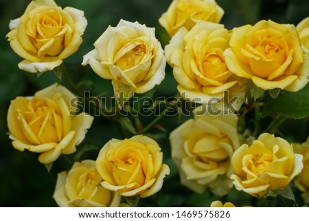 The picture of a group of yellow roses in a very natural and vintage style.