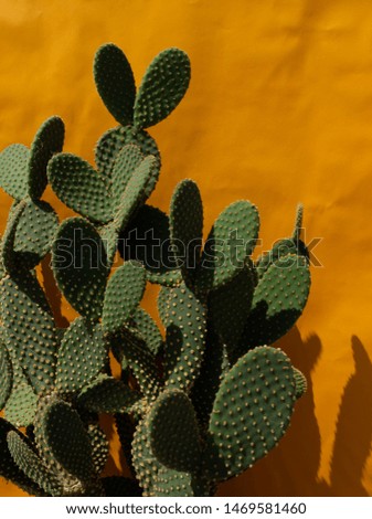 Cactus in bright sunlight on yellow background.