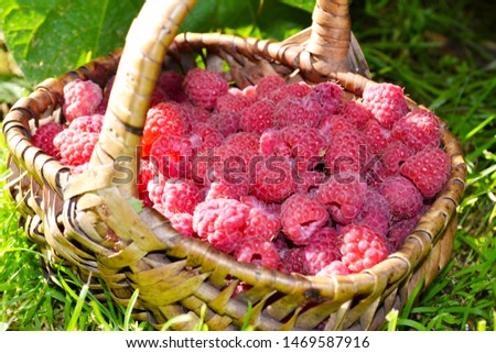 bright photo with juicy raspberries in a small wicker basket